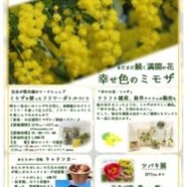 「~ミモザ満開の季節に~ミモザフェスタ開催中~!(2026年3月13日)」の写真