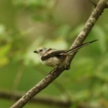 「旭山記念公園野鳥情報2026年6月14日(日曜日)」の写真