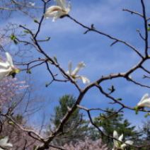 「梅林の様子【4月30日】」の写真