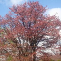 「西岡公園自然情報 2026年4月29日」の写真