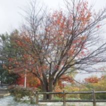 「旭山記念公園紅葉情報2026年10月28日(水曜日)」の写真