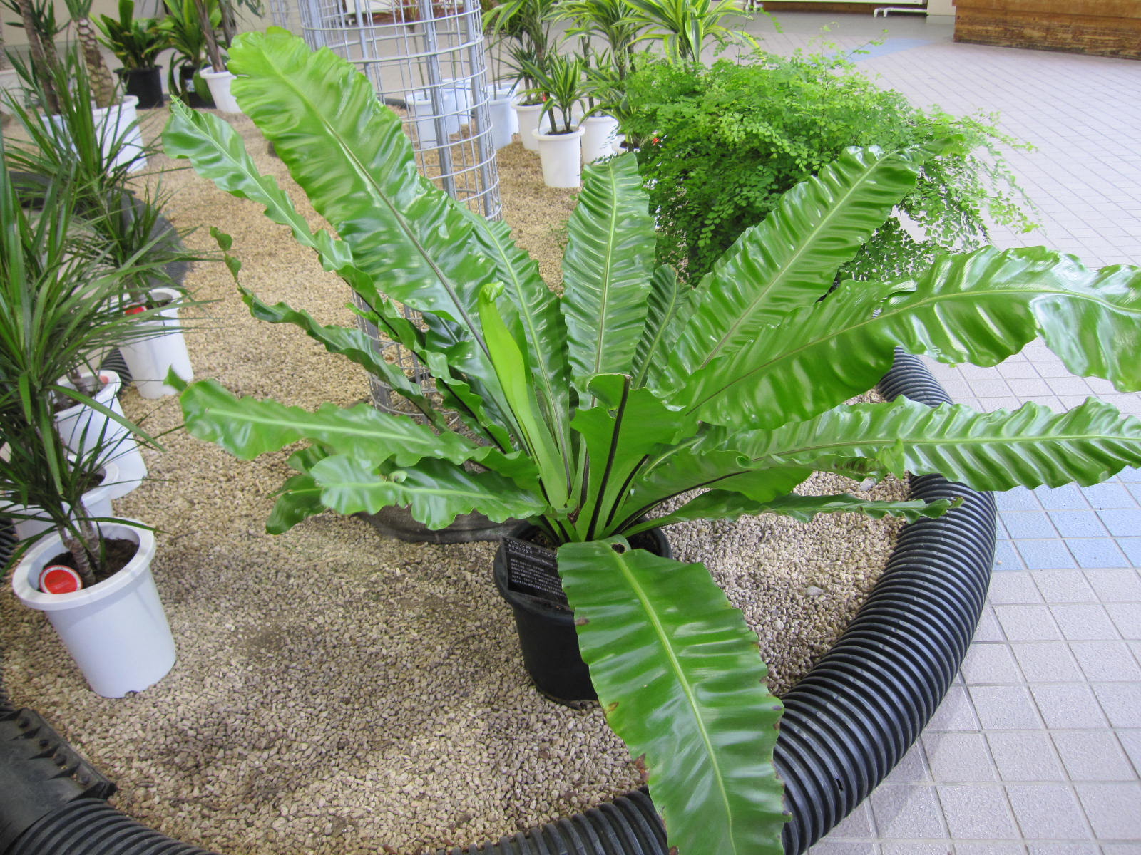 オオタニワタリ