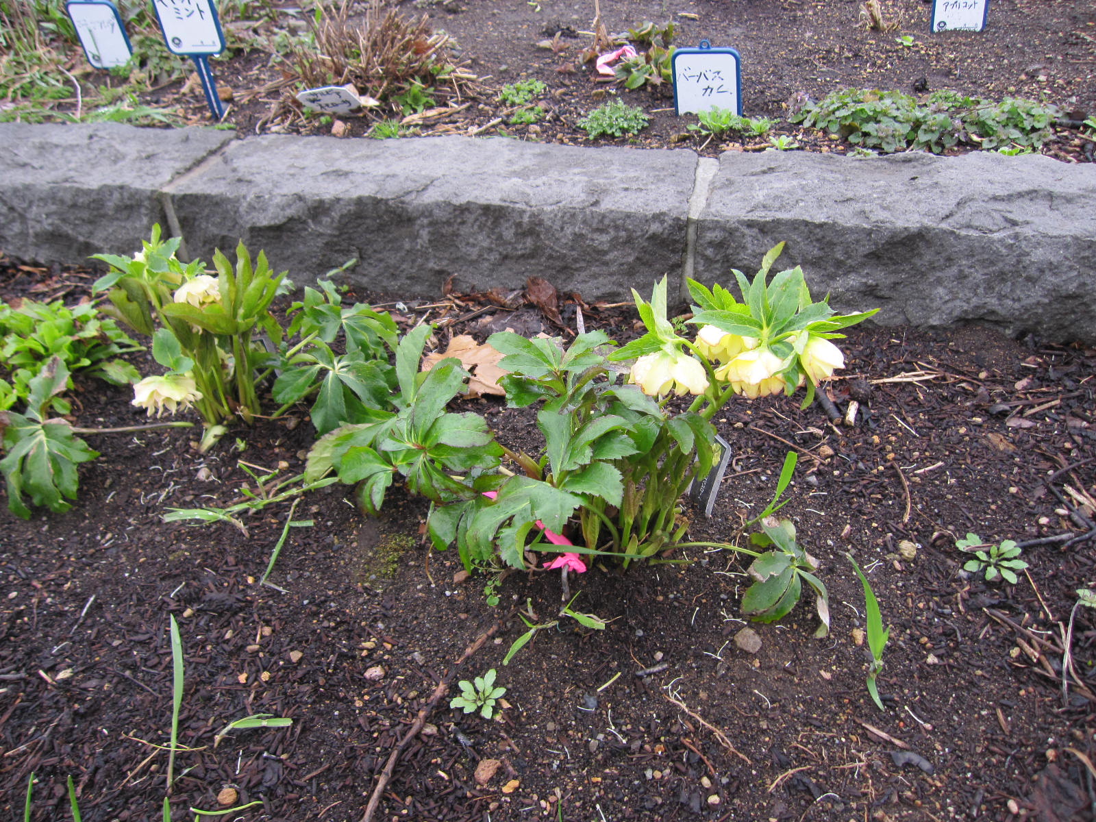 クリスマスローズ