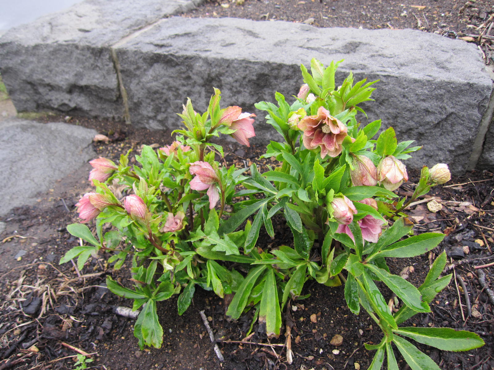 クリスマスローズ