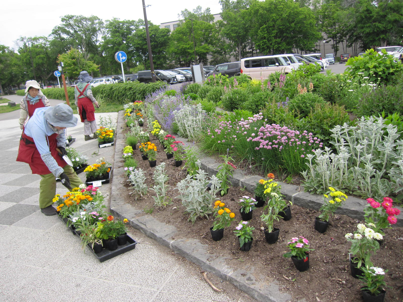 駐車場の花壇