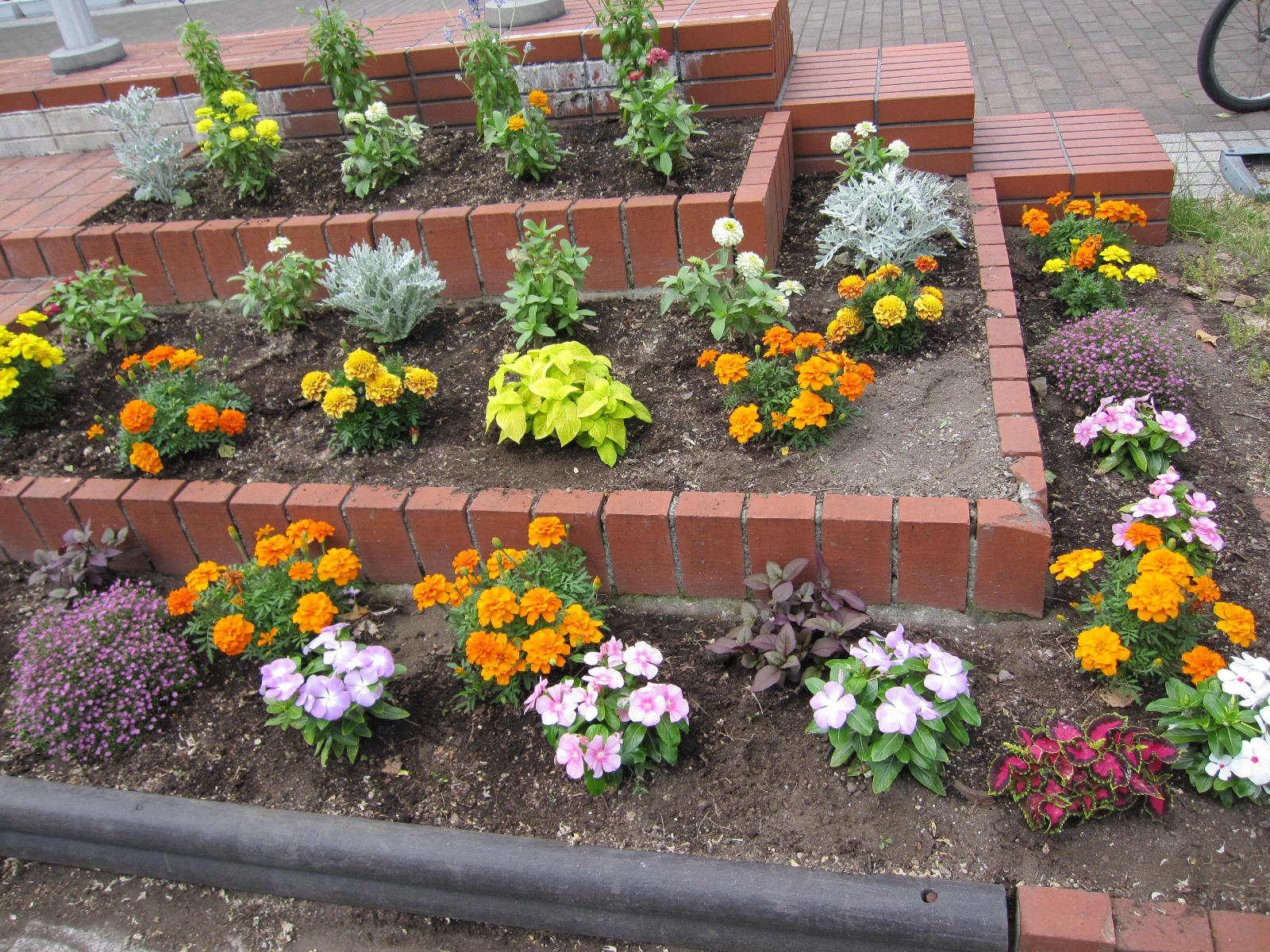 道路沿いの花壇