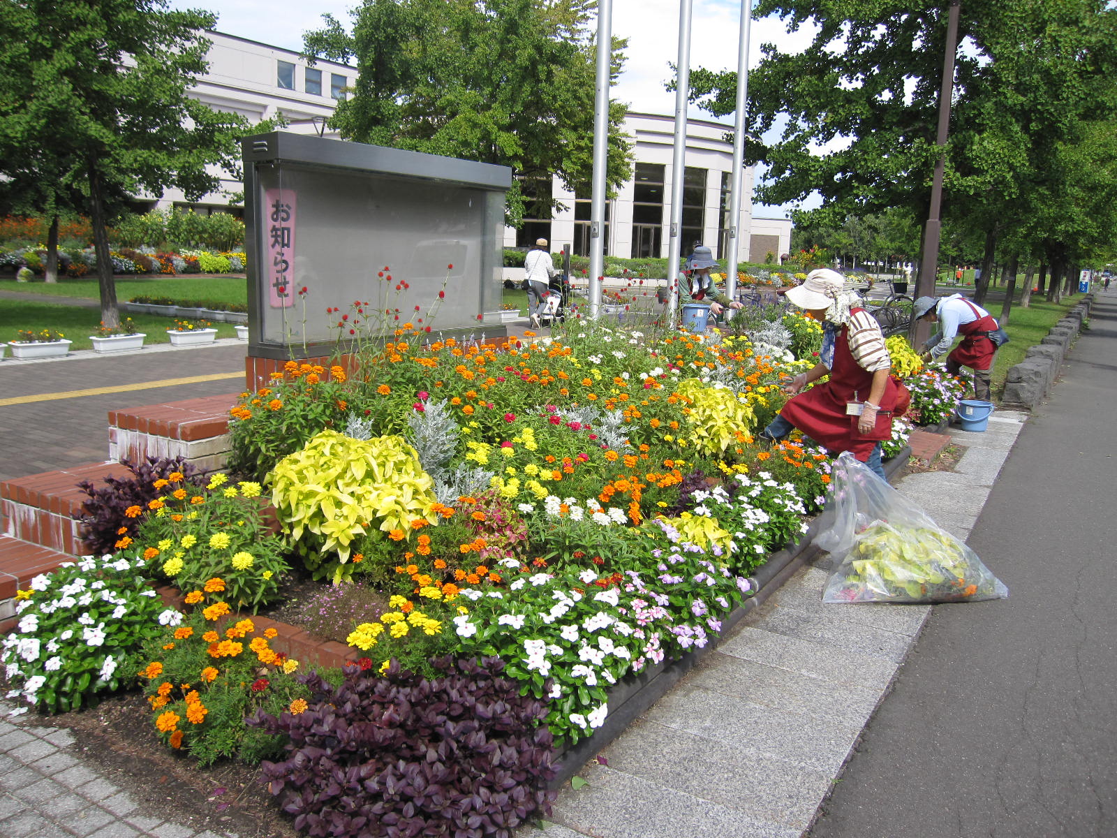 掲示板の花壇