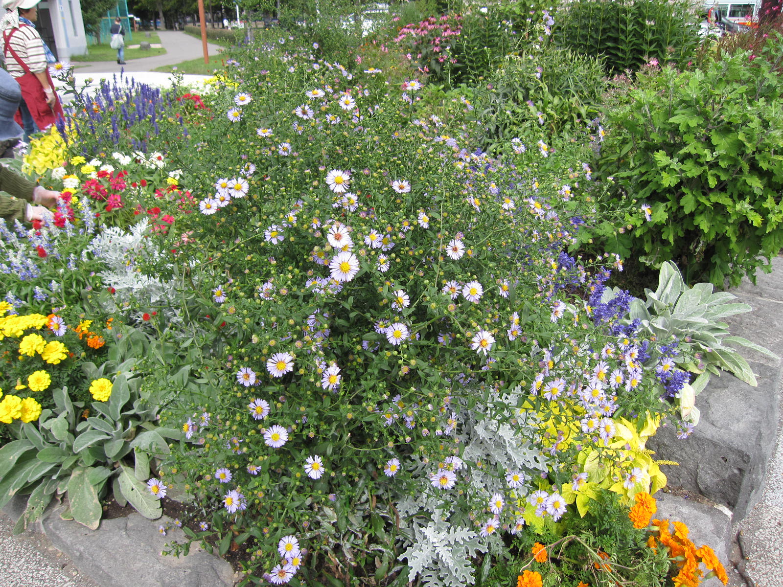 クジャクアスター