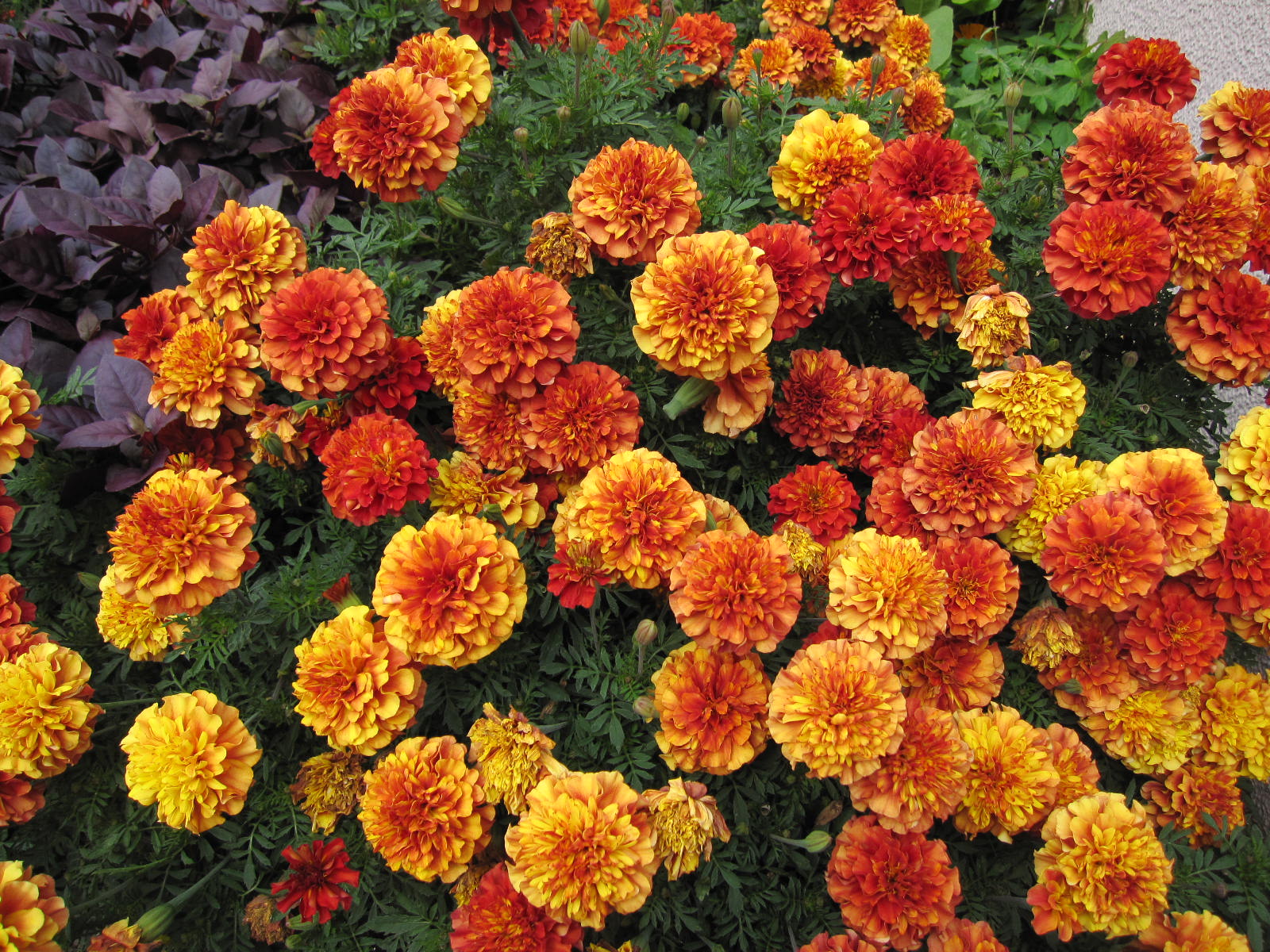 マリーゴールド ストロベリーブロンド