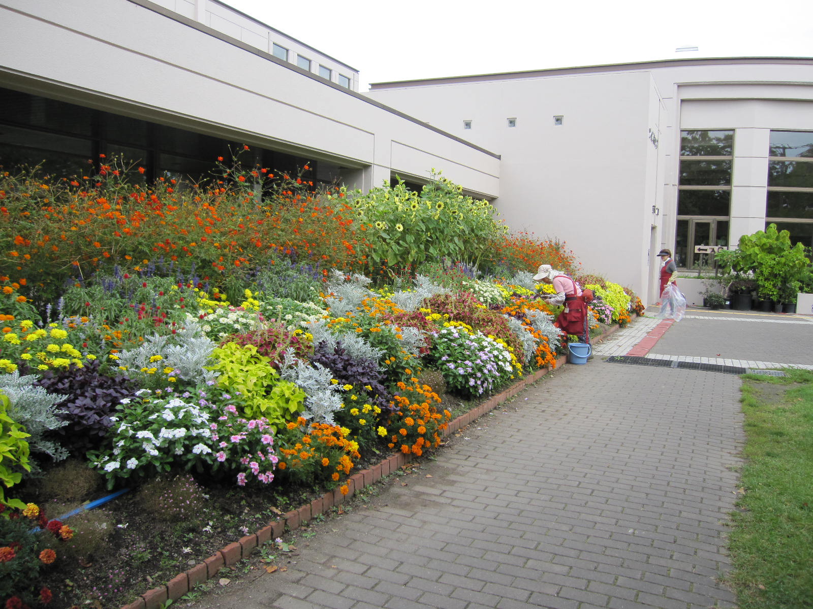 キバナコスモス