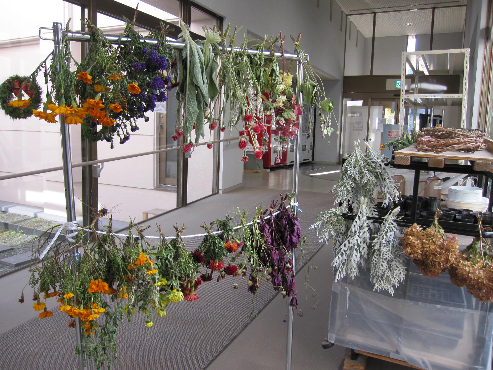 花壇のお花ドライ