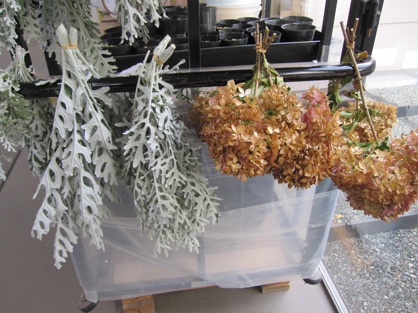 花壇のお花ドライ