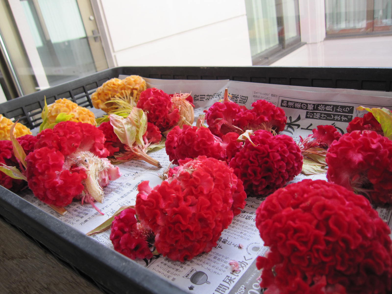 花壇のお花ドライ