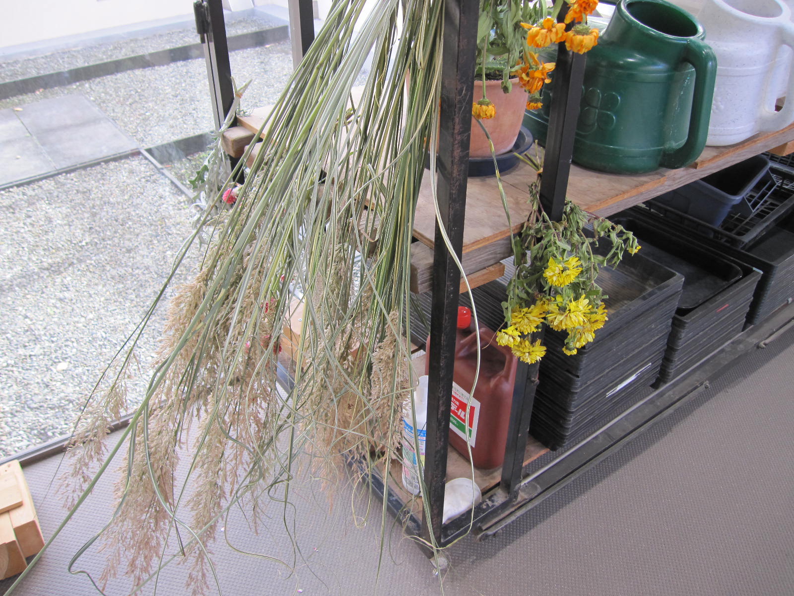 花壇のお花ドライ