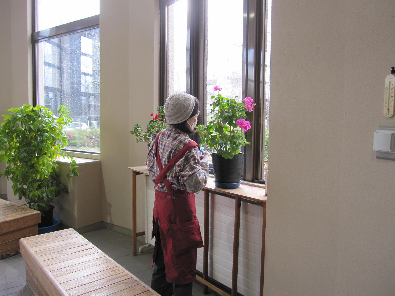 窓際のゼラニウム