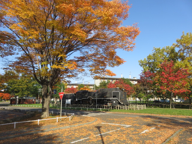 D51と紅葉の写真