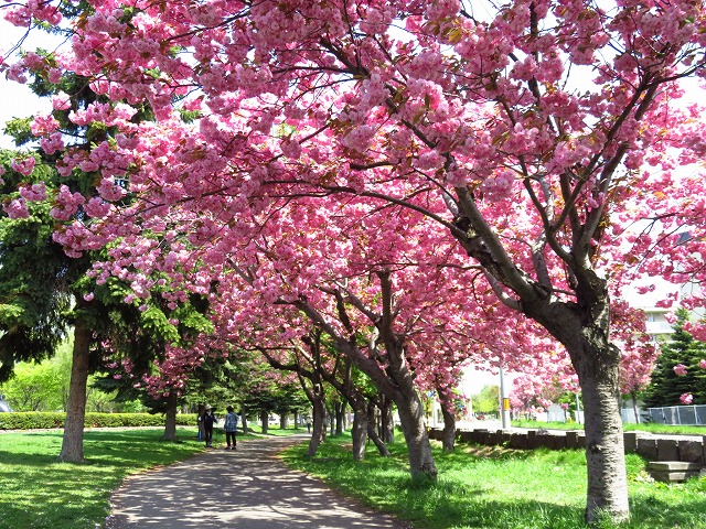 ヤエザクラ見頃 農試一号線沿い園路