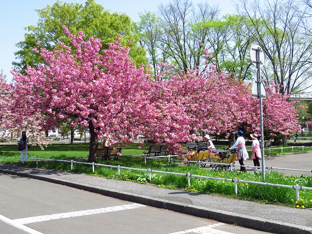 ヤエザクラ見頃 交通コーナー