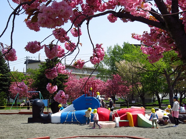 ヤエザクラ見頃 遊戯広場