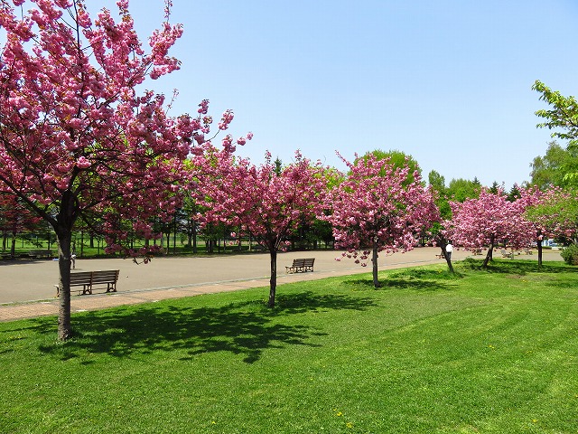 ヤエザクラ見頃 ゲートボール横広場