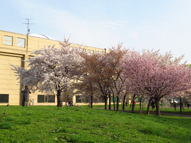 サクラ（ゲートボール横）