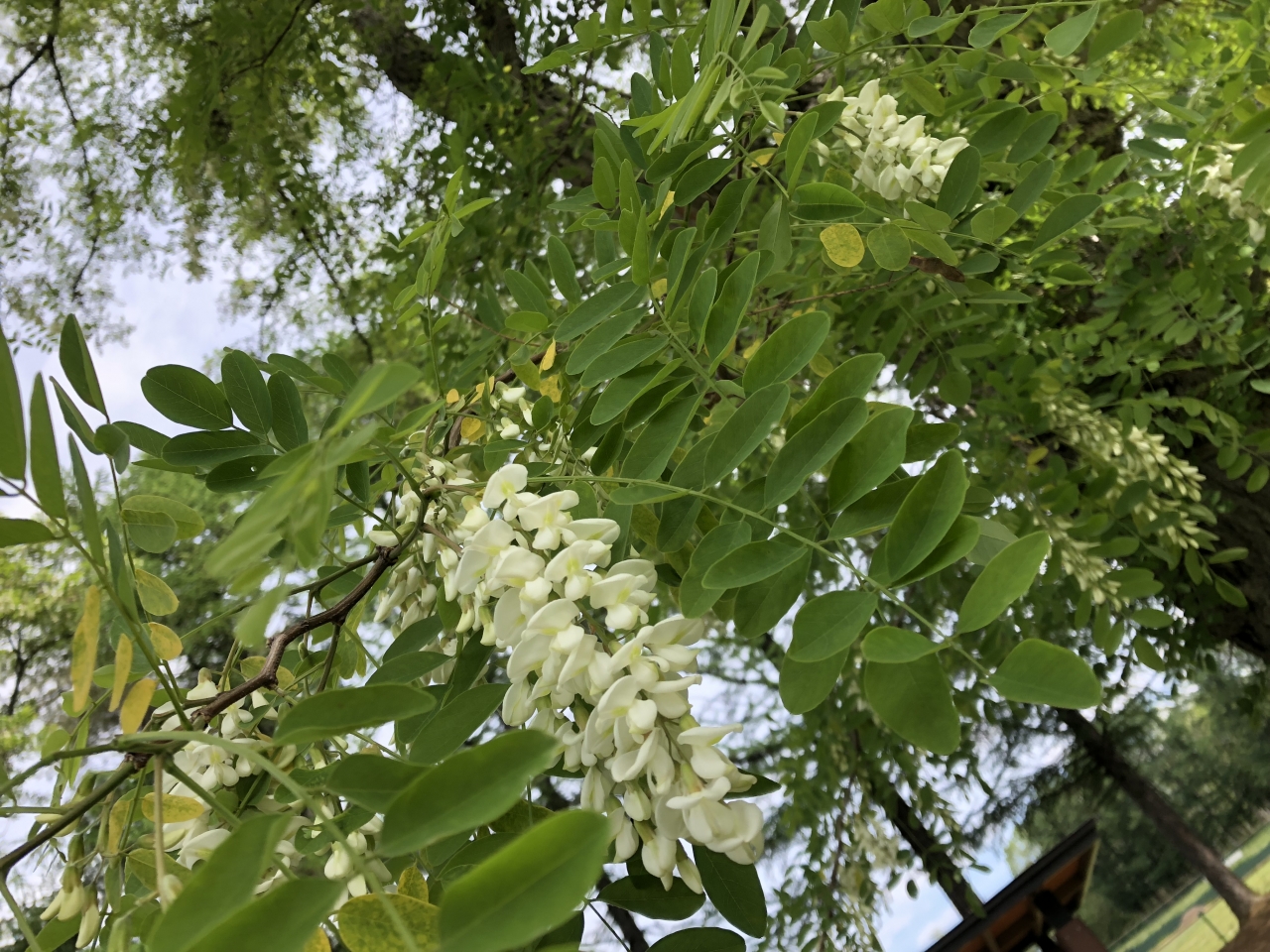 ニセアカシア