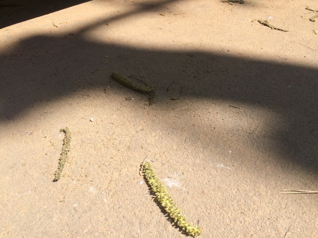 オニグルミのお花