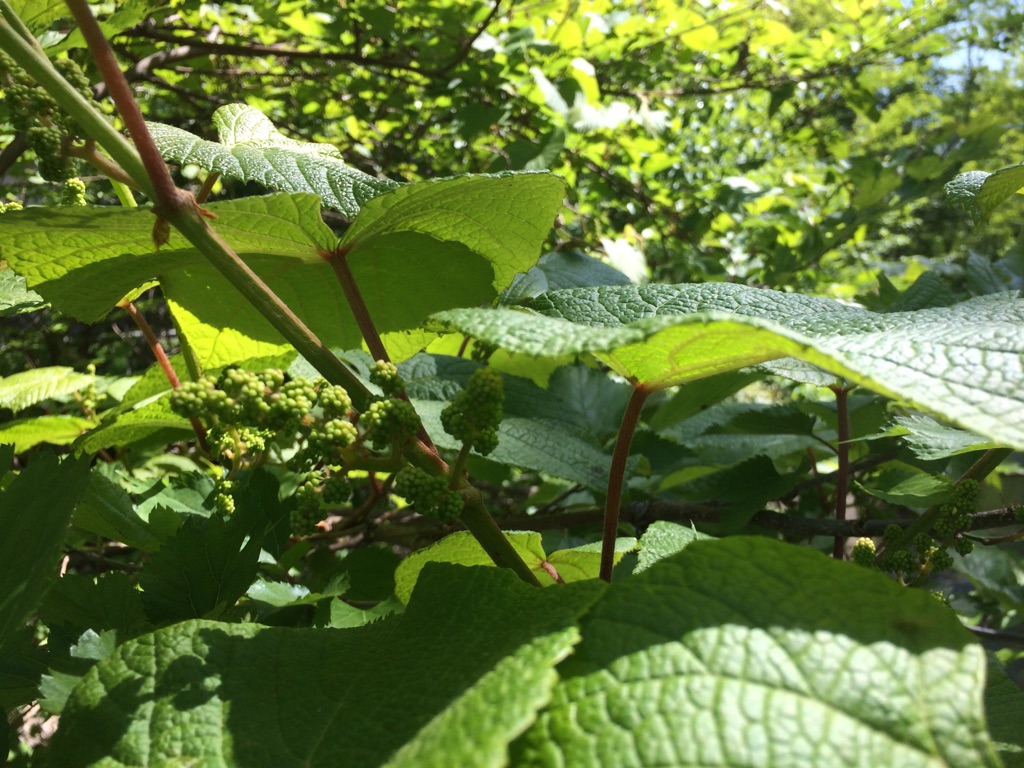 ヤマブドウの花