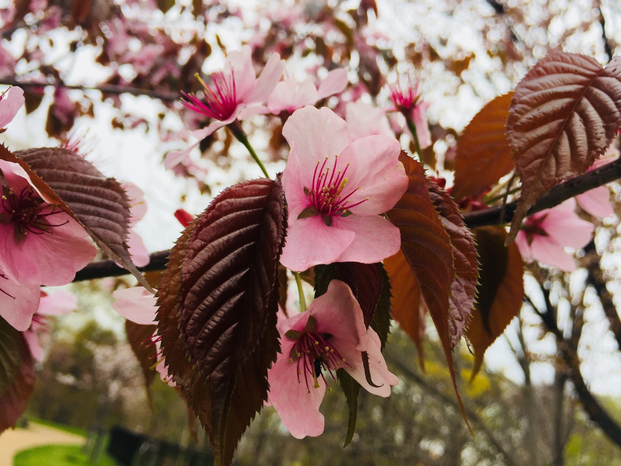 エゾヤマザクラ