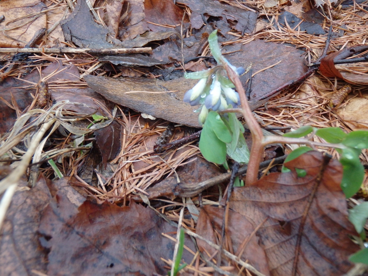 エゾエンゴサク