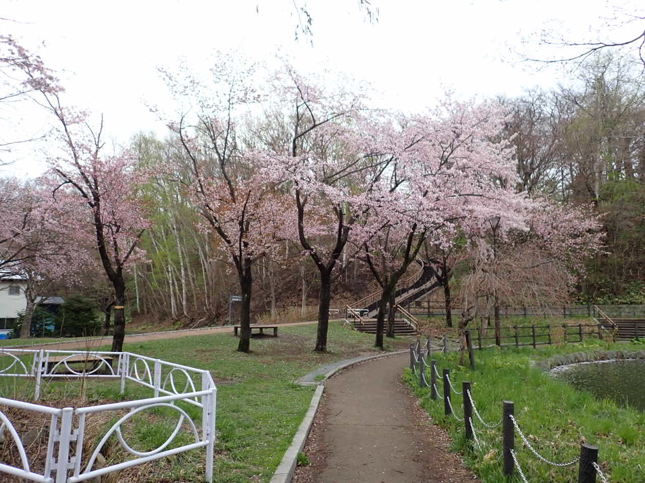 エゾヤマザクラ満開