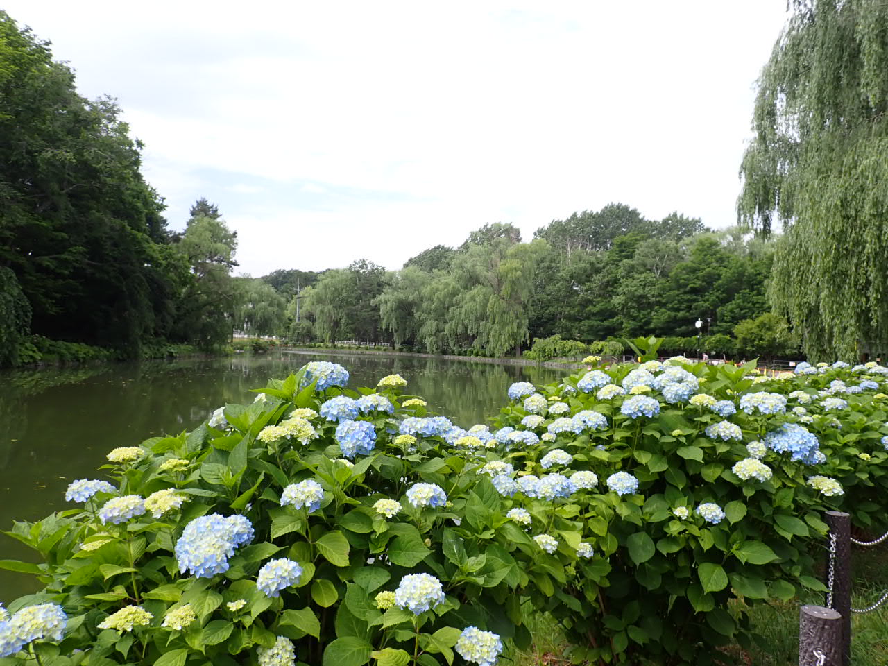 ボート池のアジサイ