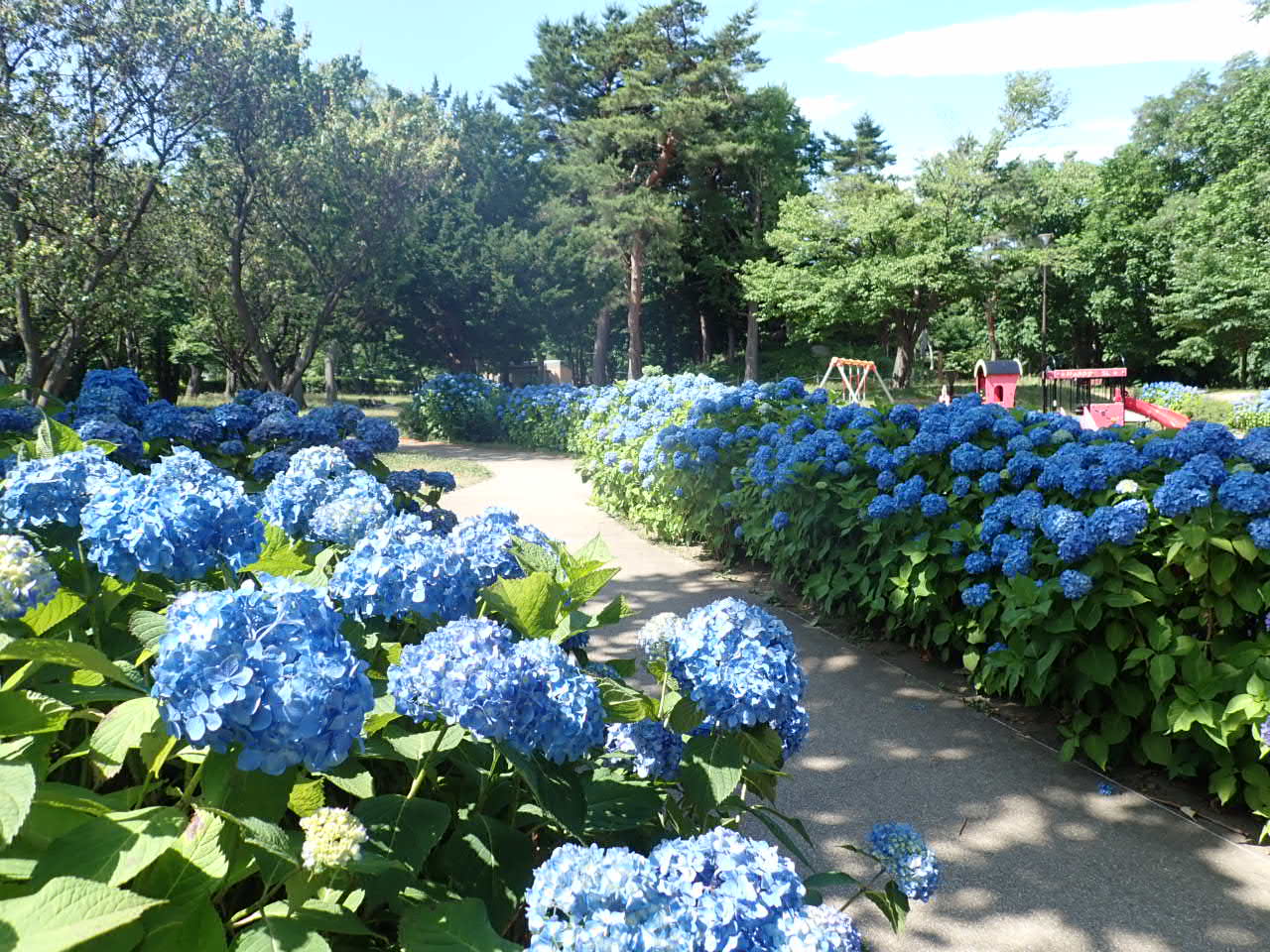 こどもひろばのアジサイ