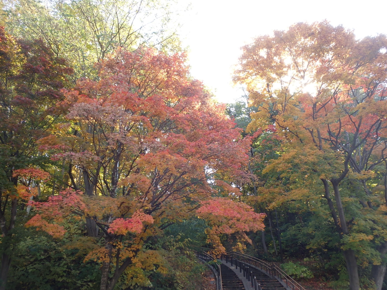 月寒公園紅葉写真歴史の森階段前