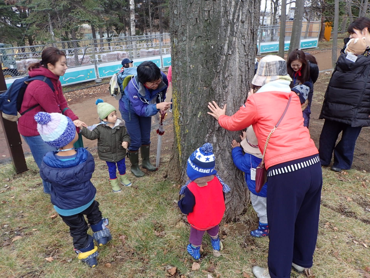 ポプラの木に緑のコケがついてたよ