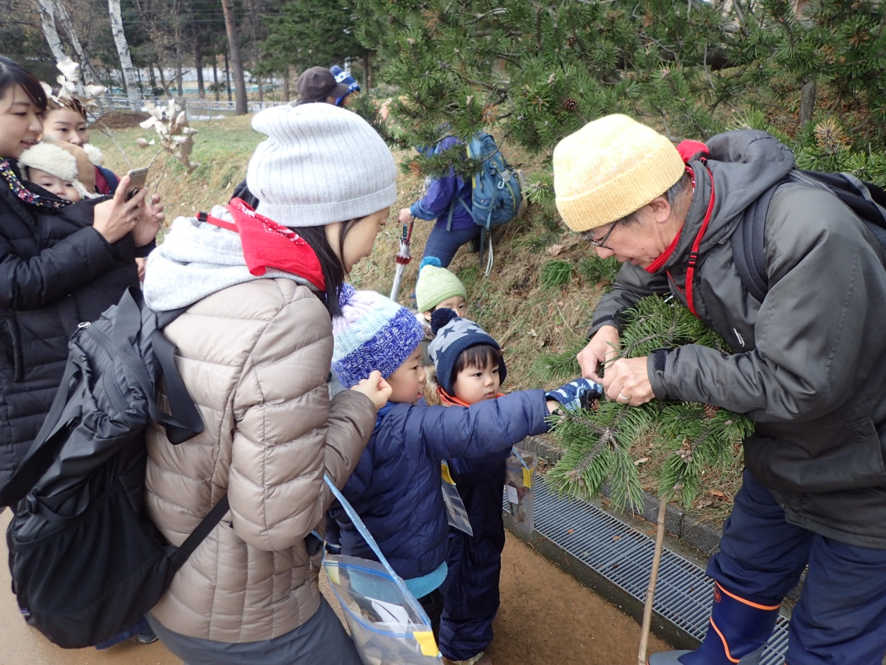 松ぼっくりってこんなふうに実ってるんだね