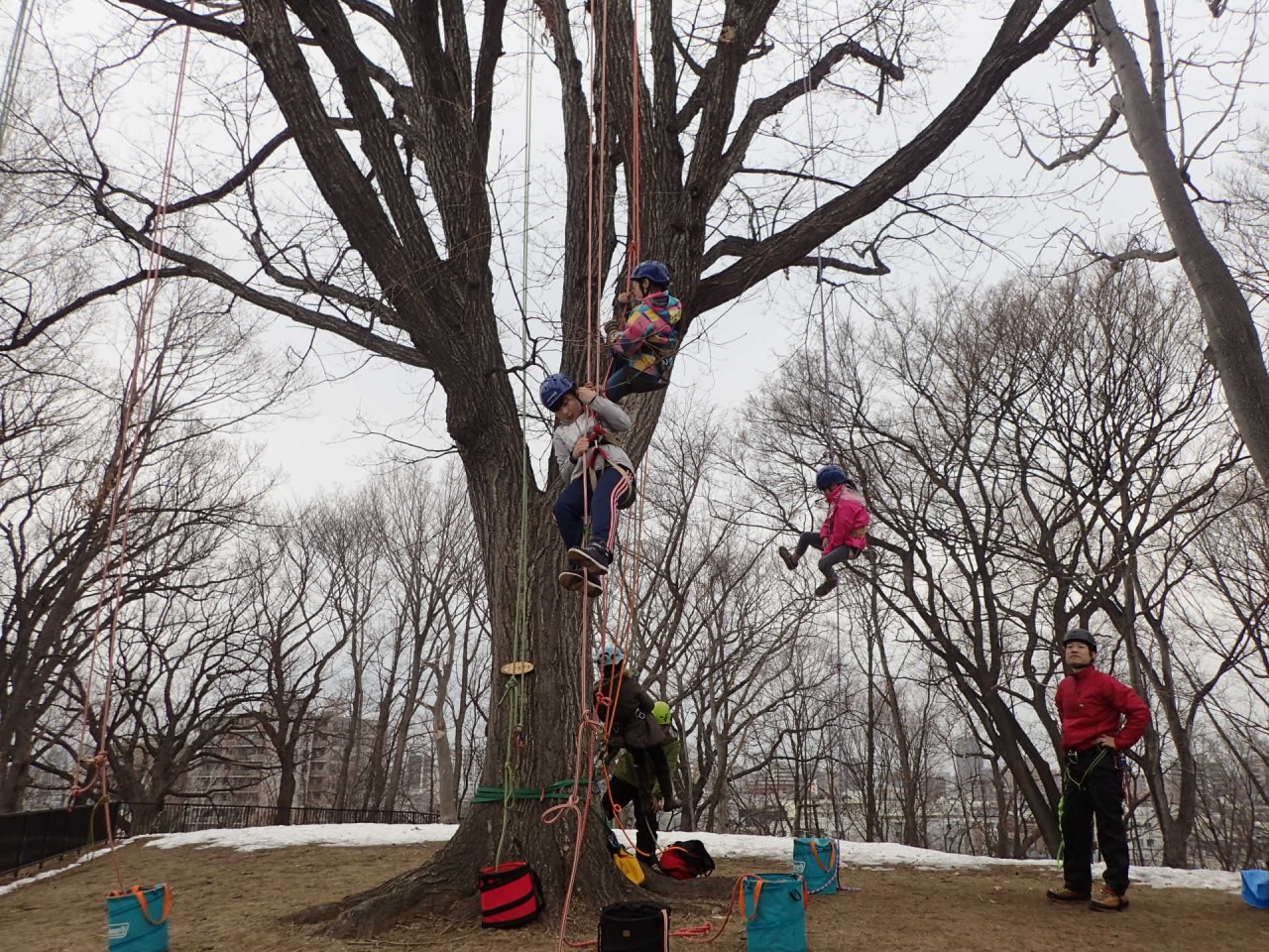 ツリーイング体験