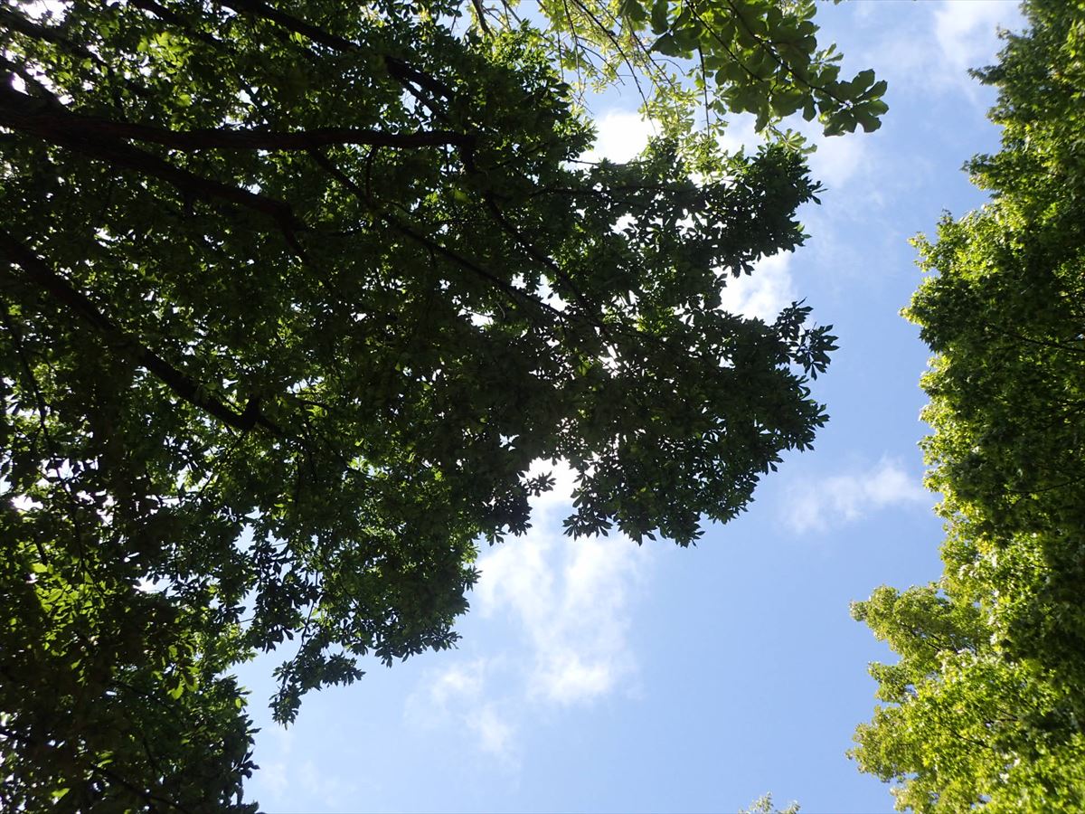 くつろぎの時に見上げた空