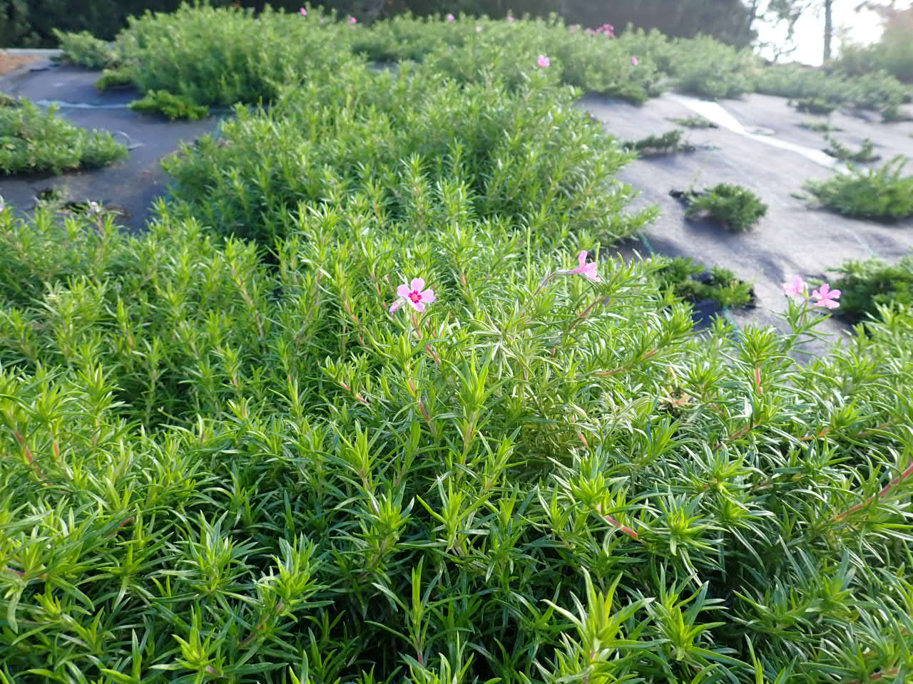 シバザクラ　花