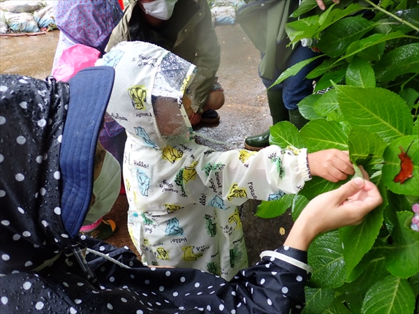 カタツムリ発見