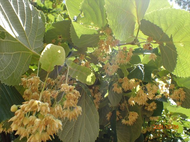 オオバボダイジュ_R