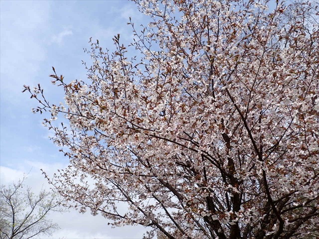 5月2日のサクラ
