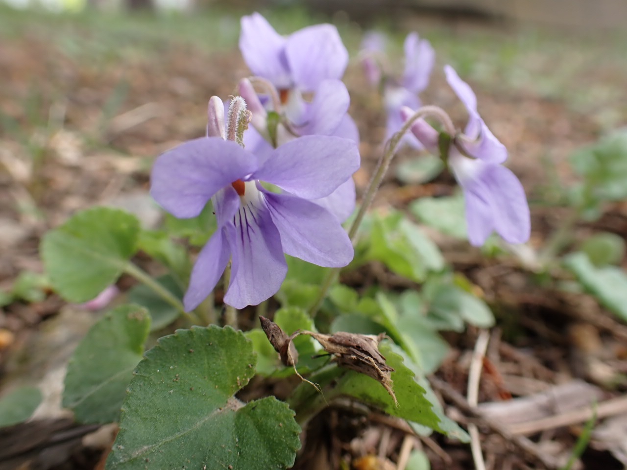 タチツボスミレ