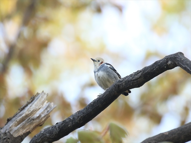 コムクドリ雄20190509月寒_R