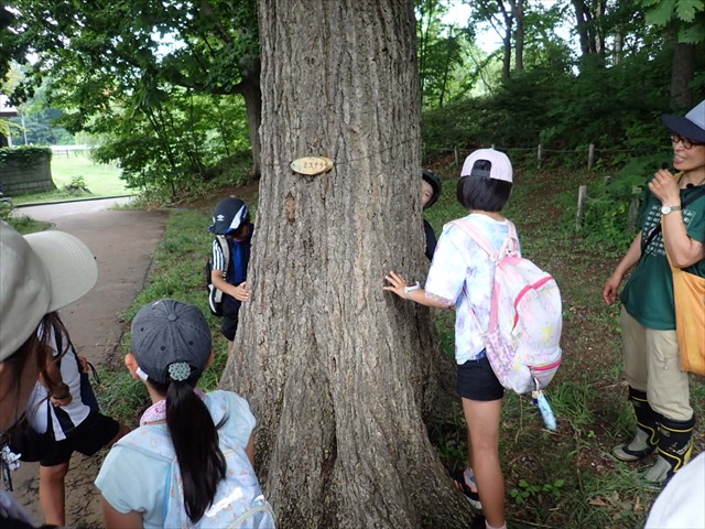 ミズナラの大木_R