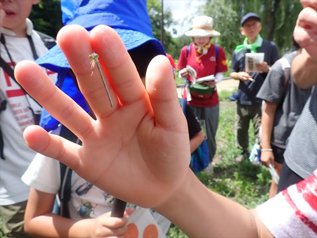 セスジイトトンボ発見！_R