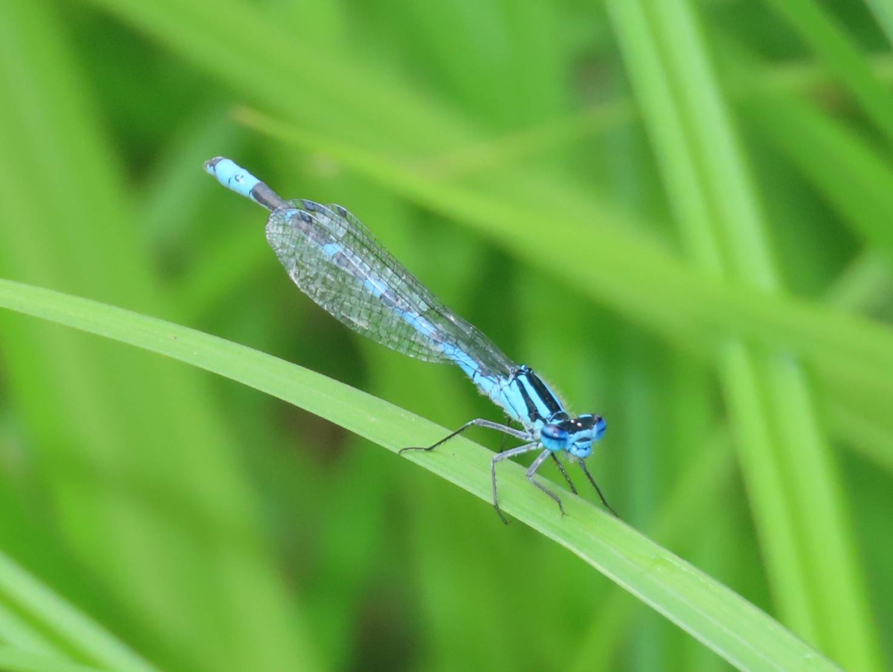 ルリイトトンボ