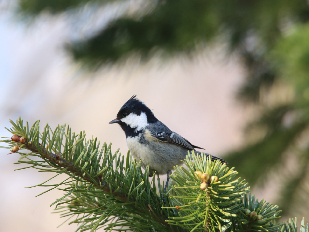 ヒガラ20230413+(5)_R