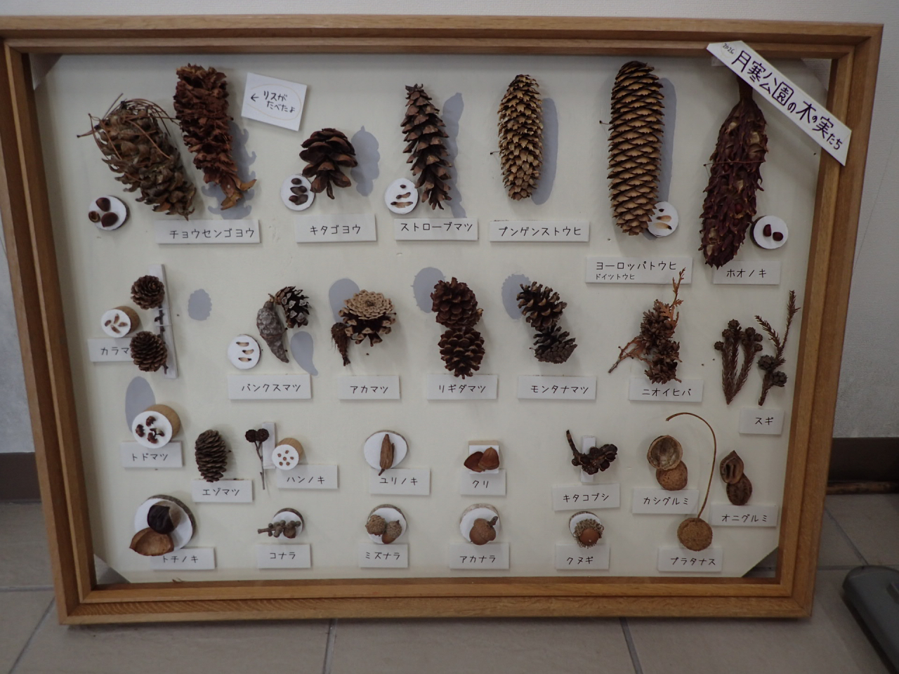 木の実図鑑