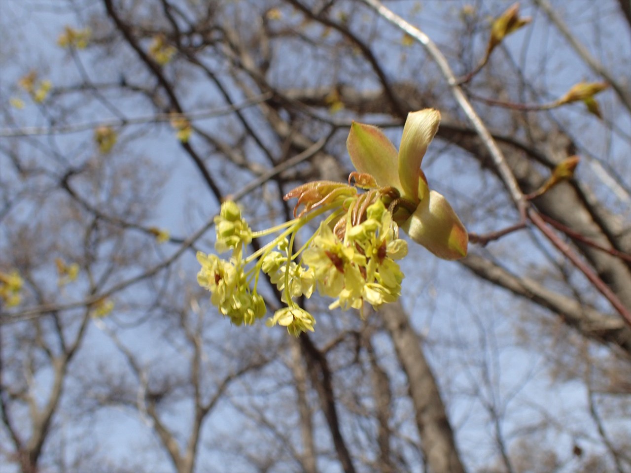 イタヤカエデの花_R